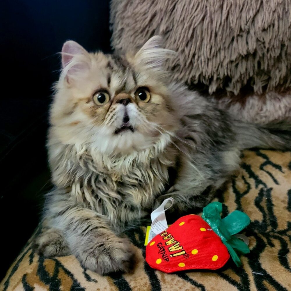 Cat Catnip Strawberry Toy Yeowww! New!